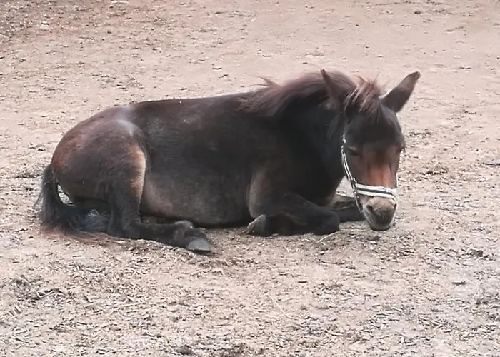 501 Meerzeit Appartement *